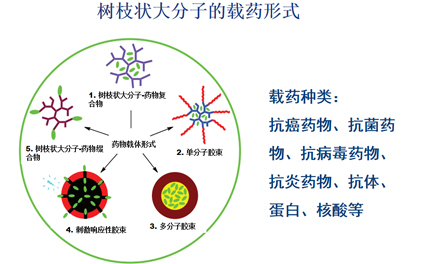 树枝状聚酰胺胺应用于生物医疗